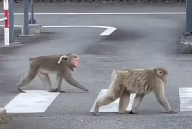 Mais de 900 incidentes: bando de macacos agressivos aterroriza moradores e provoca caos em ruas de cidade do Japão