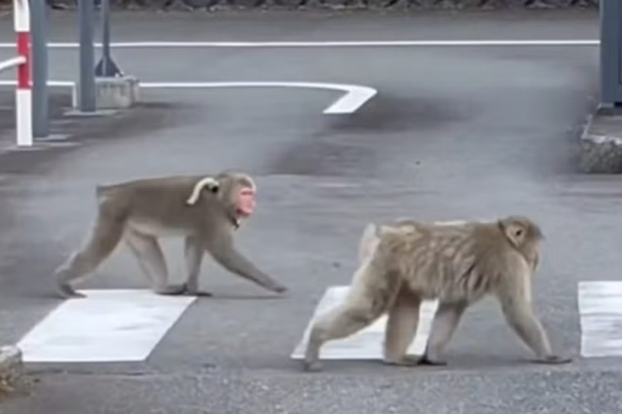 Bando de macacos agressivos aterroriza moradores e provoca caos em ruas de cidade do Japão – Reprodução/YouTube