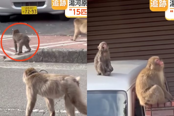 Bando de macacos agressivos aterroriza moradores e provoca caos em ruas de cidade do Japão – Reprodução