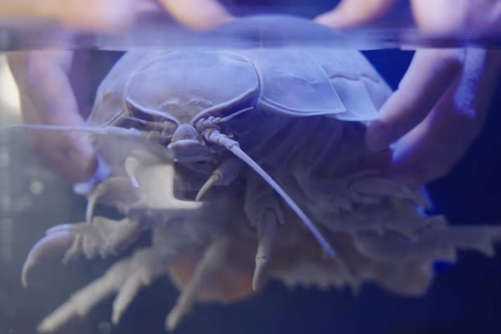 Isópode gigante (Bathynomus) – Reprodução 