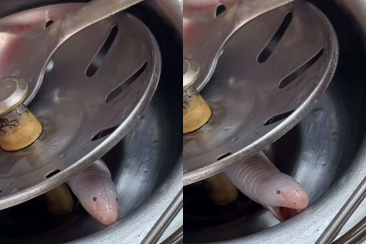 Cobra-de-duas-cabeças surge em ralo da pia de apartamento e assusta moradora no Paraná – Reprodução/Instagram
