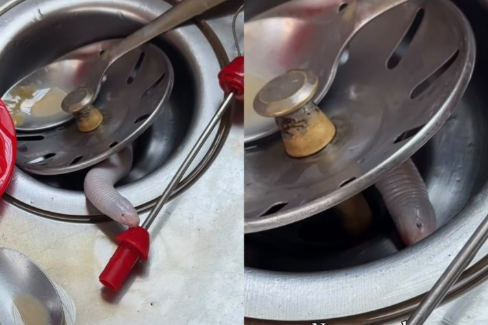 Cobra-de-duas-cabeças surge em ralo da pia de apartamento e assusta moradora no Paraná – Reprodução/Instagram