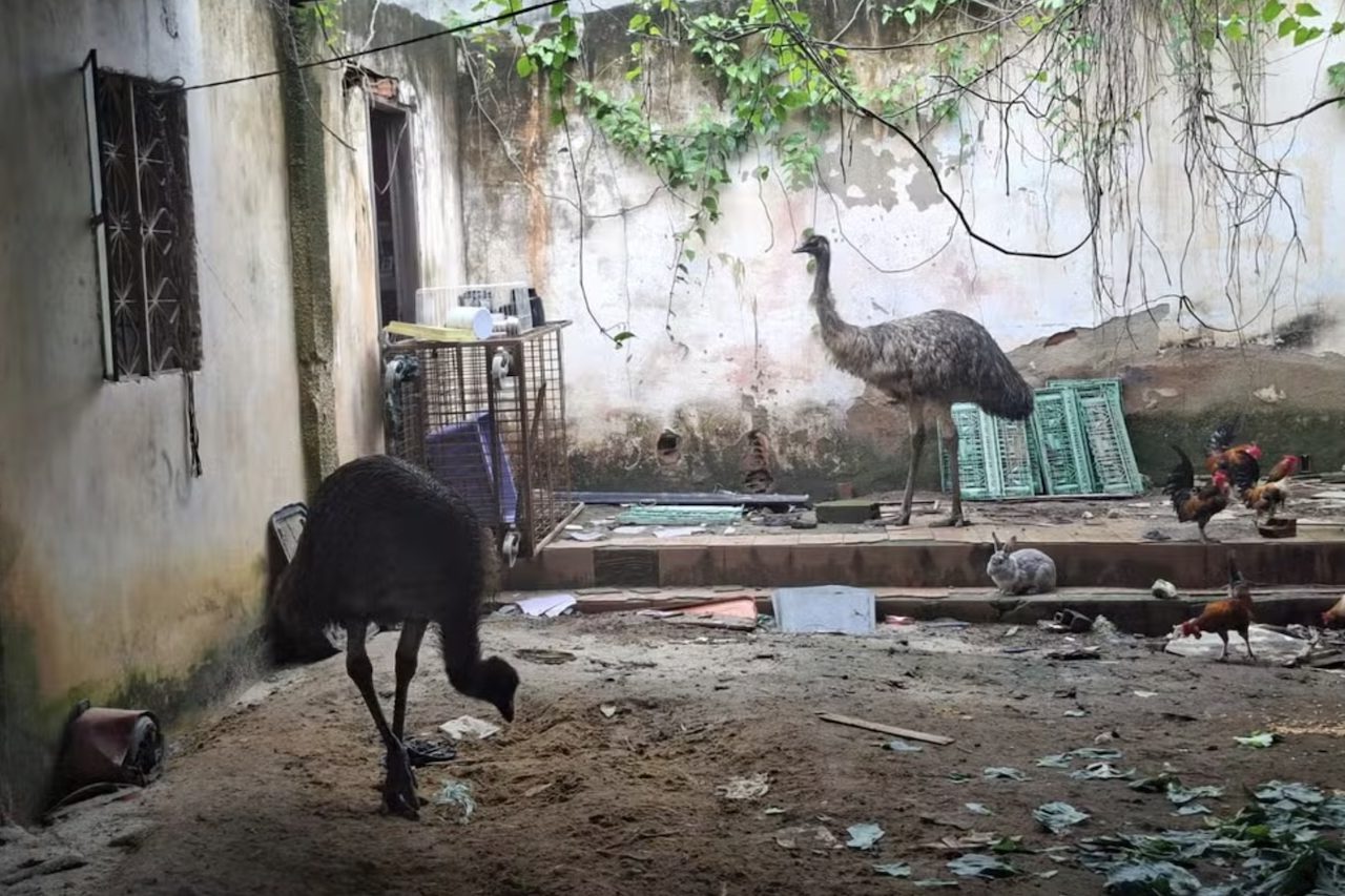 Dois emus encontrados em uma residência que fica em Campo Grande, na Zona Oeste do Rio de Janeiro, serão levados ao BioParque do Rio, em São Cristóvão, onde passarão por avaliação clínica e permanecerão em quarentena. Os tutores foram encaminhados à Delegacia de Proteção ao Meio Ambiente (DPMA) para prestar depoimento.  -  (crédito: Reprodução)