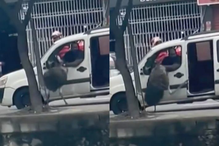 Depois de ser visto em viaduto movimentado do RJ, emu é resgatado e encaminhado ao BioParque – Reprodução