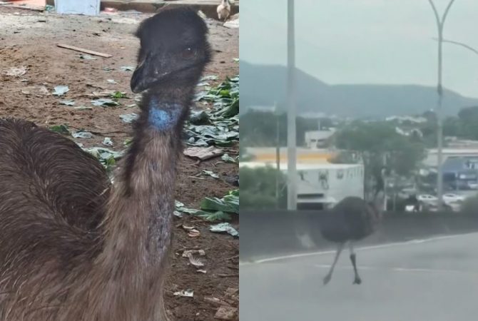 Depois de ser visto em viaduto movimentado do RJ, emu é resgatado e encaminhado ao BioParque