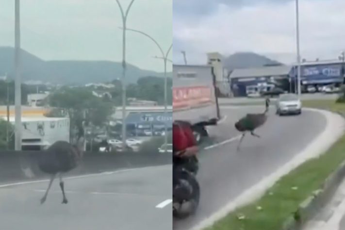 Depois de ser visto em viaduto movimentado do RJ, emu é resgatado e encaminhado ao BioParque – Reprodução