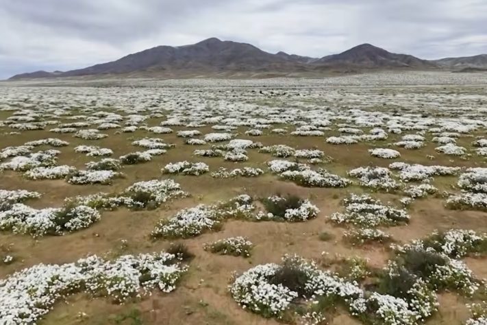 Deserto do Atacama fica florido após chuvas acima da média Reprodução/YouTube AFP Português
