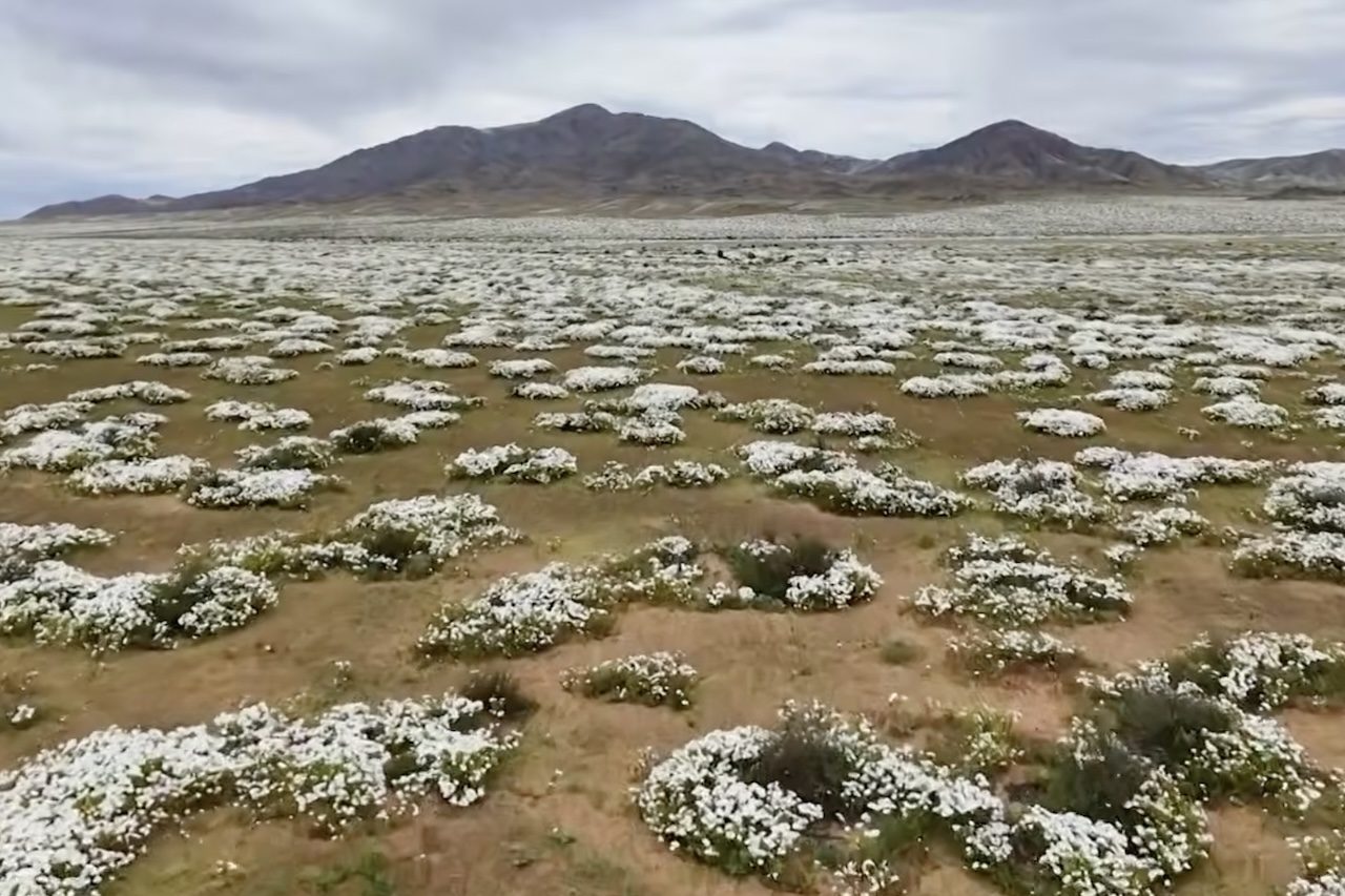 A ocorrência de precipitações mais intensas esteve associada ao El Niño, fenômeno climático caracterizado pelo aquecimento das águas superficiais do Pacífico equatorial e capaz de alterar padrões de temperatura e chuva em diferentes partes do mundo.