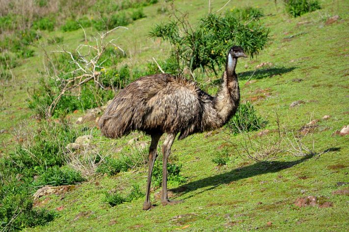 Animal emu (Dromaius novaehollandiae) | Flickr - fry_theonly