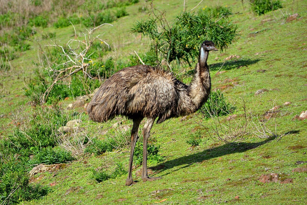 Embora sejam aves não voadoras, o emu e o avestruz pertencem a espécies e famílias diferentes. O emu é nativo da Austrália, enquanto o avestruz vive na África e é consideravelmente maior, podendo chegar a quase 2,7 metros de altura. Outra diferença está nos pés: o emu possui três dedos, enquanto o avestruz tem apenas dois.