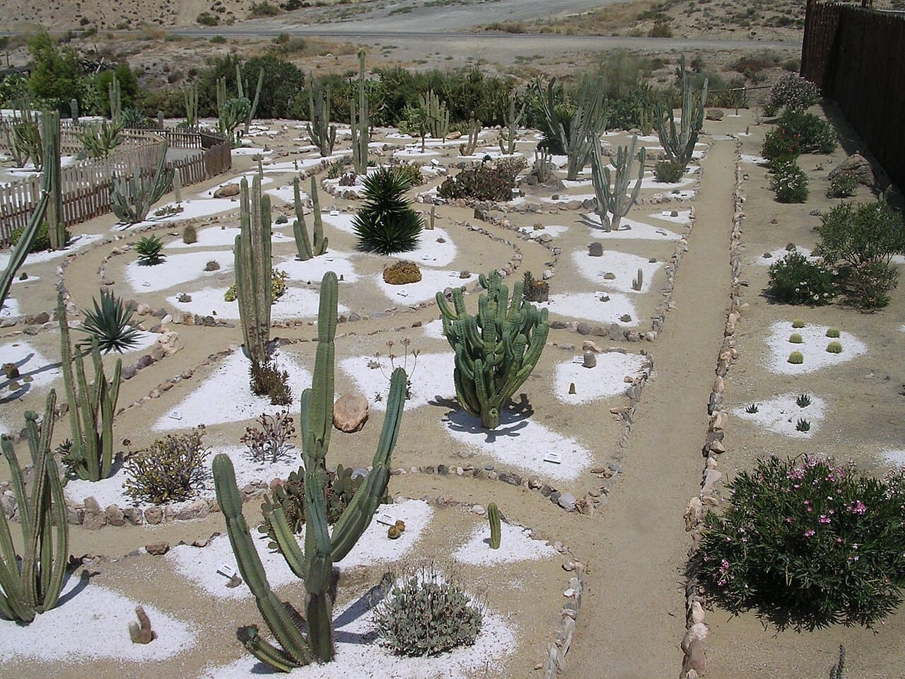 Apesar da aridez, o deserto abriga fauna e flora adaptadas. Plantas xerófitas sobrevivem com pouquíssima água, e répteis e aves encontram refúgio entre as formações rochosas. É um ecossistema discreto, mas cheio de vida resistente.