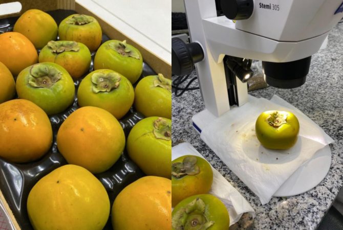 Fiscalização intercepta praga quarentenária em 360 kg de caquis no aeroporto de Guarulhos