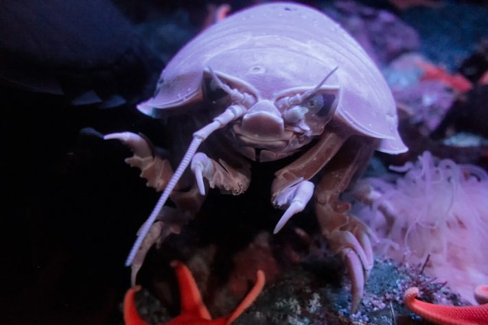 Isópode gigante (Bathynomus) | Flickr - Eric Kilby
