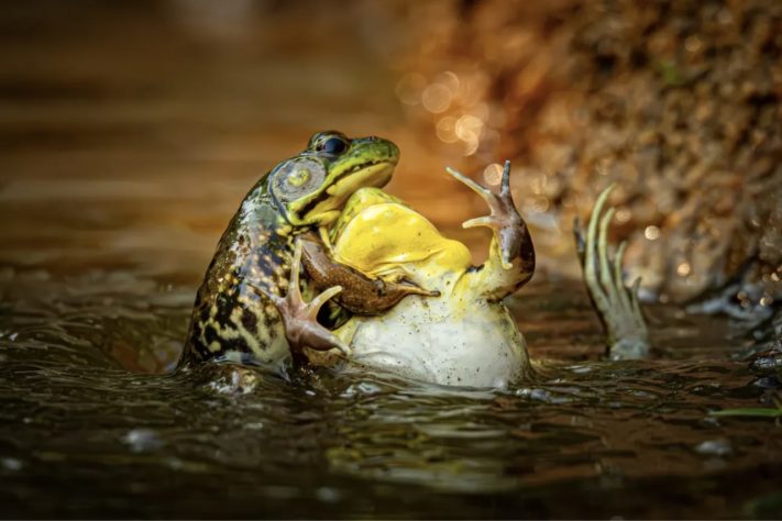 Sapos disputam território Nikon Comedy Wildlife Awards 2025 – Divulgação/Grayson Bell