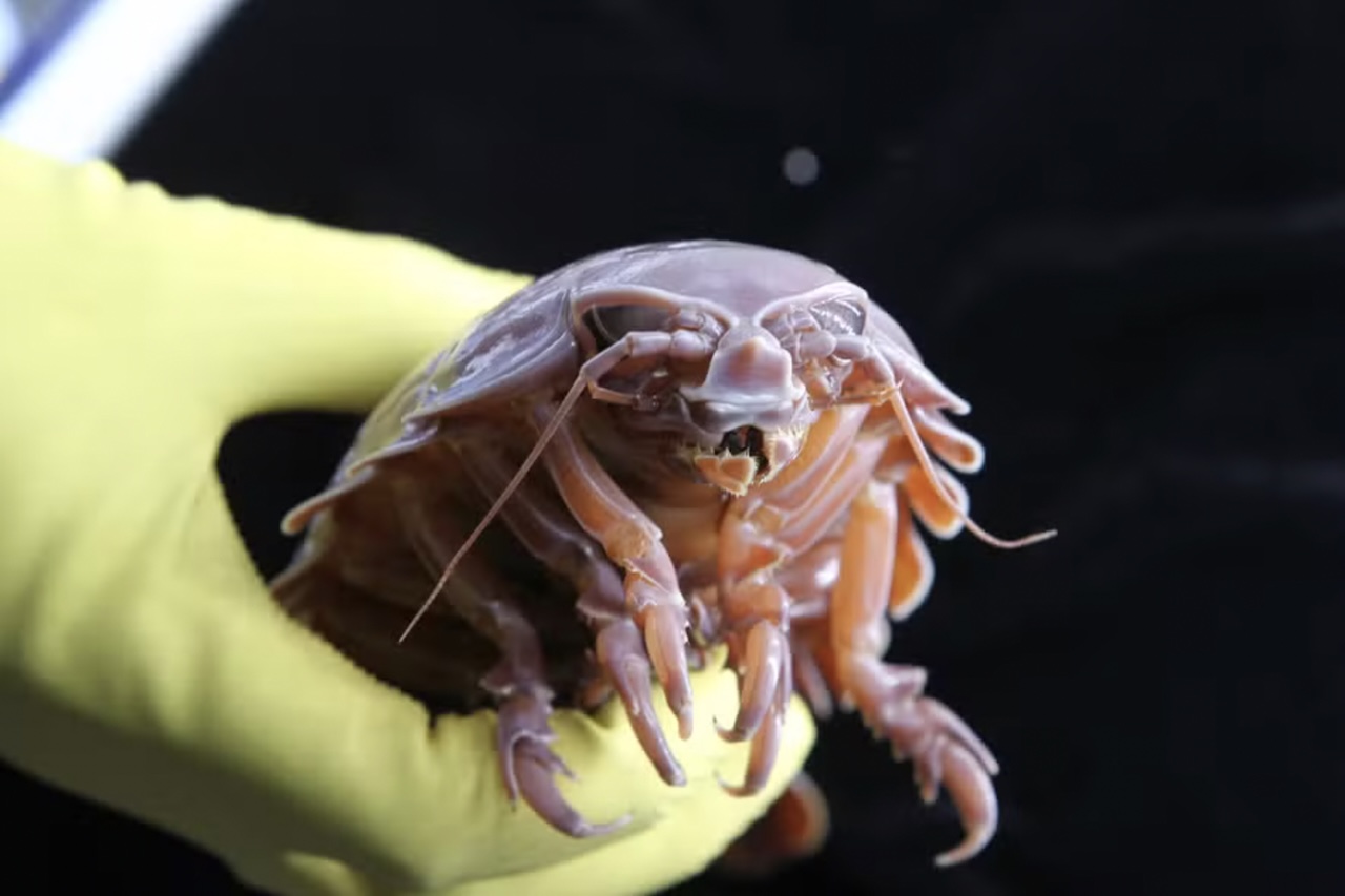 Nas profundezas dos oceanos, longe da luz solar e em ambientes onde a comida pode ser escassa por longos períodos, vivem crustáceos de aparências surpreendentes. Um desses animais é o isópode gigante, que chamam a atenção pelo tamanho, mas também por outras características bizarras. -  (crédito: Instituto de Oceanologia da Academia Chinesa de Cie?ncias)
