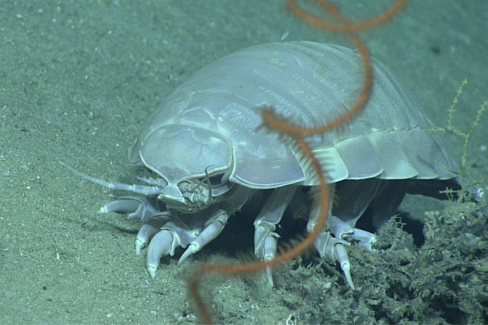 Isópode gigante (Bathynomus) – NOAA