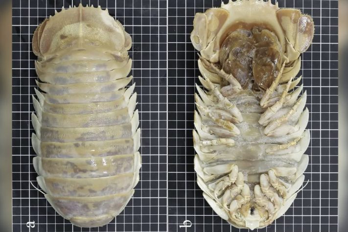 Isópode gigante – Reprodução/Journal of Natural History