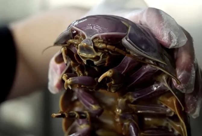 Crustáceo de aparência alienígena que vive nas profundezas do oceano pode passar mais de cinco anos sem se alimentar