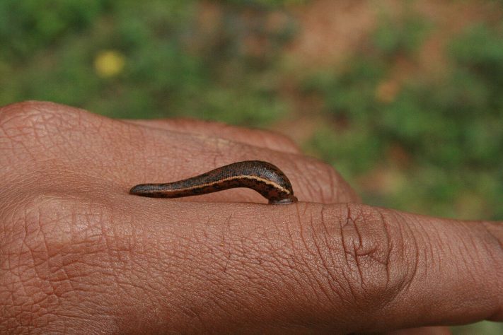 Sanguessugas (Hirudinea) – Wikimedia Commons/PJeganathan
