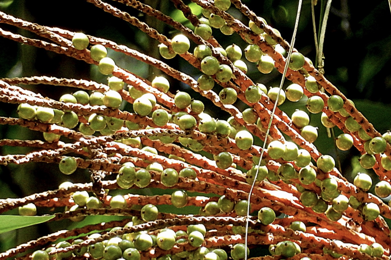 A espécie também exerce papel essencial no ecossistema, pois seus frutos alimentam diversas aves e mamíferos, que ajudam a espalhar suas sementes. Para aumentar as chances de germinação, os responsáveis utilizaram sementes de matrizes nativas, doadas por três agroindústrias locais.