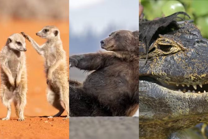Brasil entre os finalistas! Fotos de animais em situações bem-humoradas disputam prêmio internacional