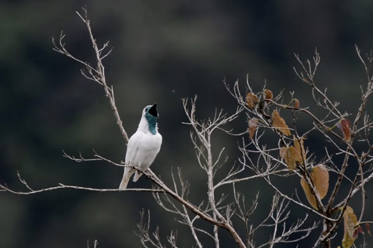Apesar dessas associações, a pesquisa não encontrou uma explicação geral para a evolução de cantos tão potentes. Hipóteses relacionadas ao habitat, à capacidade de voo e ao sistema de acasalamento não receberam sustentação suficiente nos dados.