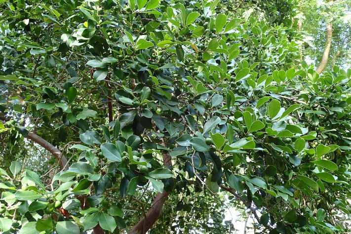 Araçá-vermelho (Psidium cattleianum) – Wikimedia Commons/Krzysztof Ziarnek, Kenraiz