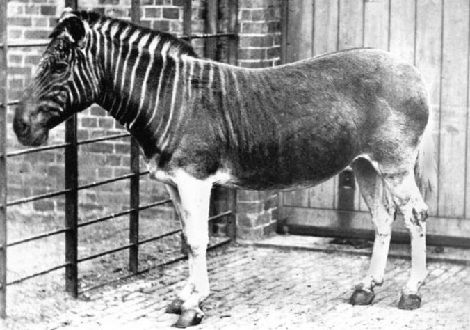 Espécies de animais recentes que estão extintas