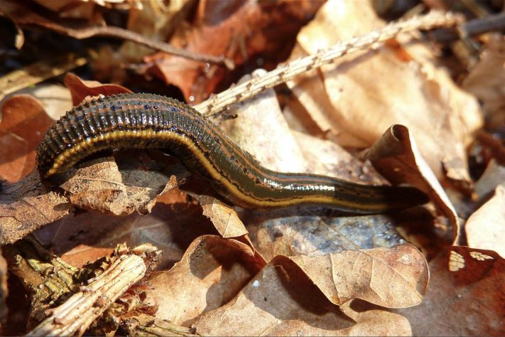Sanguessugas (Hirudinea) – Wikimedia Commons/iNaturalist