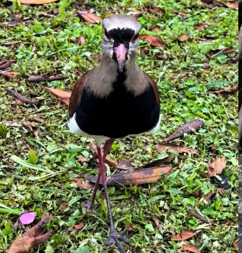 Um quero-quero rondando um bueiro chamou a atenção do biólogo Christian Raboch Lempek, em Jaraguá do Sul, Santa Catarina. Ao perceber a inquietação da ave, ele decidiu verificar o local. Dentro do buraco, encontrou dois filhotes que não conseguiam sair. -  (crédito: Instagram/@biologo.christian)