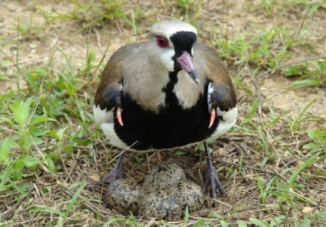 O ninho é uma pequena cavidade no chão. Nele, a fêmea costuma colocar de três a quatro ovos, cuja superfície manchada ajuda a confundi-los com o terreno. Essa camuflagem dificulta que sejam percebidos por possíveis predadores.