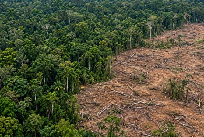 Florestas sob pressão: mundo perdeu 4,3 milhões de hectares de matas tropicais primárias em 2025