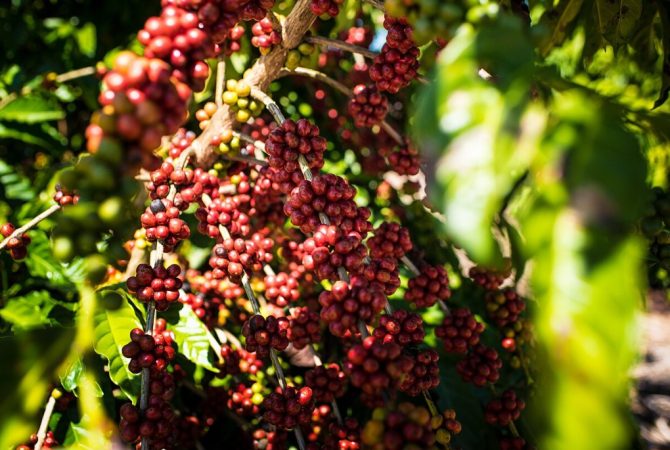 Em plena metrópole, São Paulo guarda o maior cafezal urbano do planeta urbano do mundo fica no Brasil