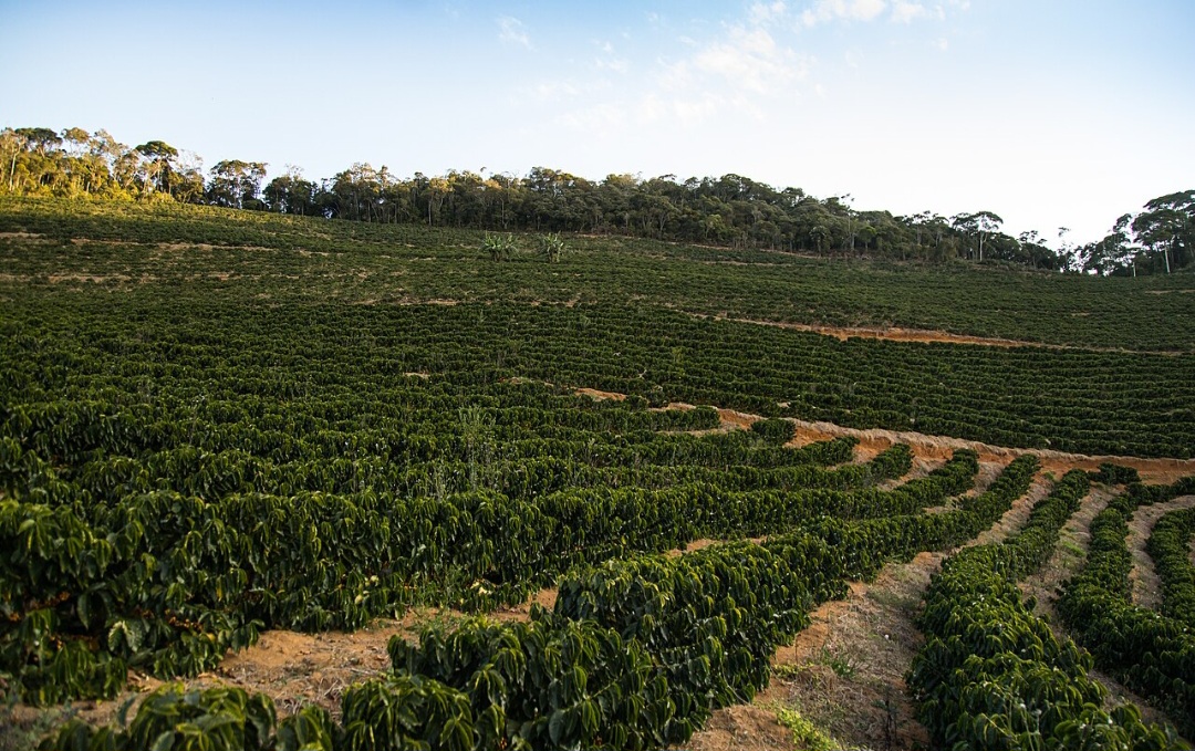 Os cafezais prosperam principalmente em regiões tropicais, mas altitude, temperatura e regime de chuvas influenciam bastante o cultivo. No Brasil, as plantações se concentram sobretudo em Minas Gerais, Espírito Santo, São Paulo, Bahia e Rondônia.