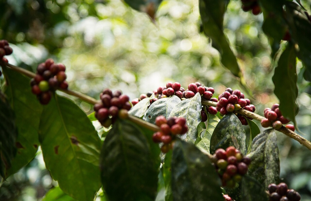 No Brasil, a colheita costuma se concentrar entre maio e setembro, embora o período varie conforme região, espécie e condições climáticas. Os frutos não amadurecem todos exatamente ao mesmo tempo, o que influencia o planejamento da colheita.
