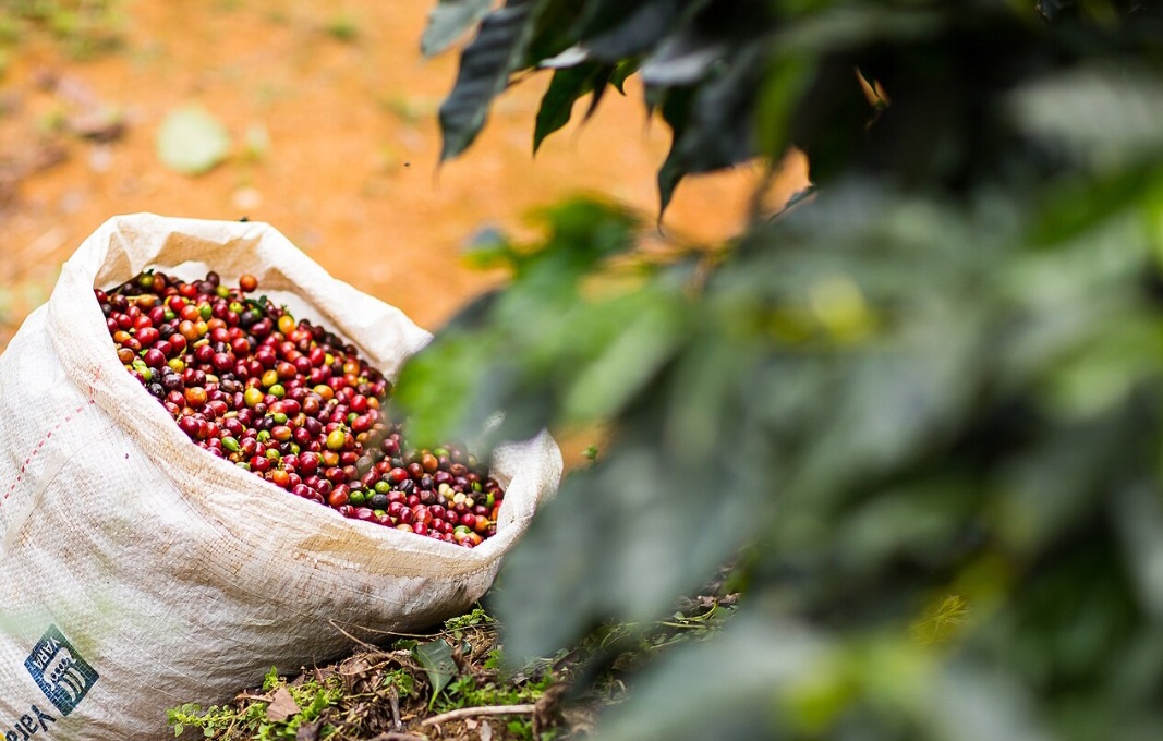 O cafeeiro não começa a produzir imediatamente após o plantio. Em geral, a primeira colheita comercial ocorre cerca de dois anos e meio a três anos depois. Bem manejada, a plantação pode continuar produtiva por várias décadas.