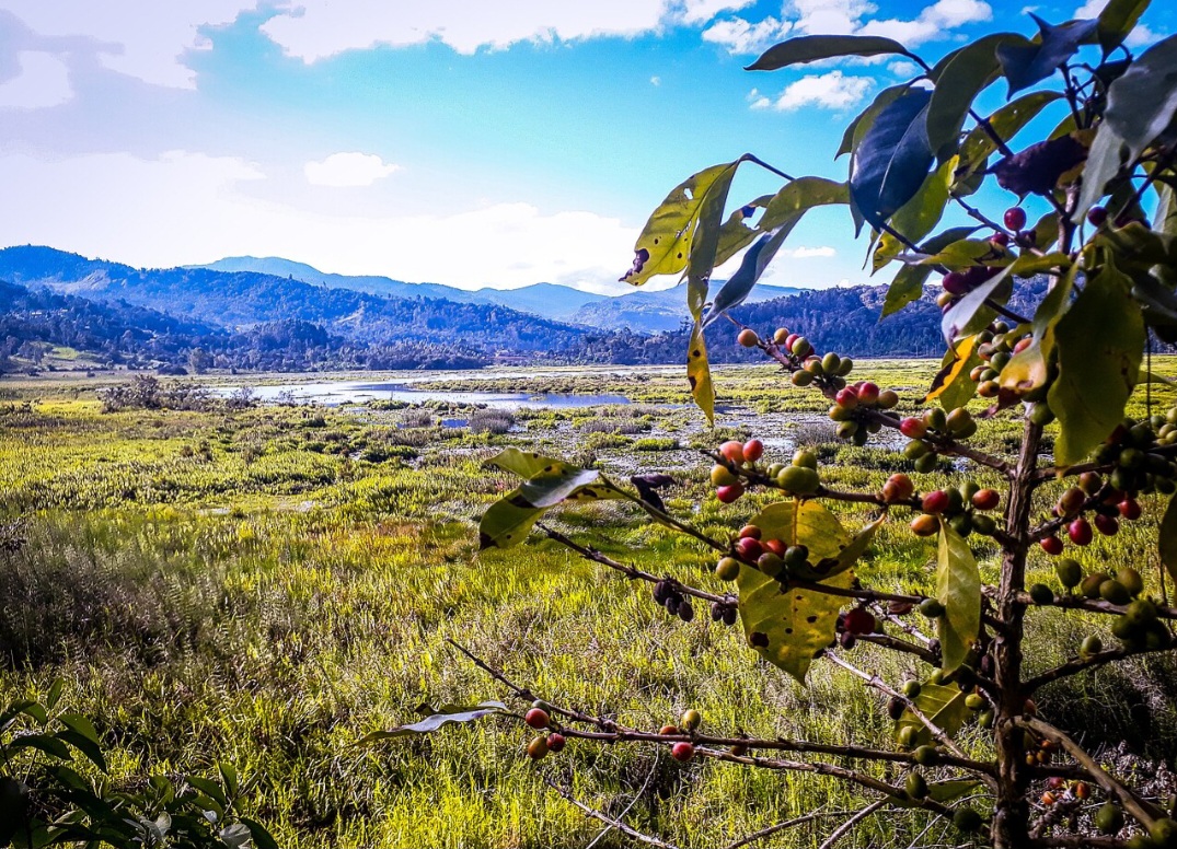 Duas espécies predominam nos cafezais brasileiros: Coffea arabica, conhecida como arábica, e Coffea canephora, que inclui o conilon. Elas exigem condições diferentes de clima e altitude e também apresentam características distintas de produtividade.