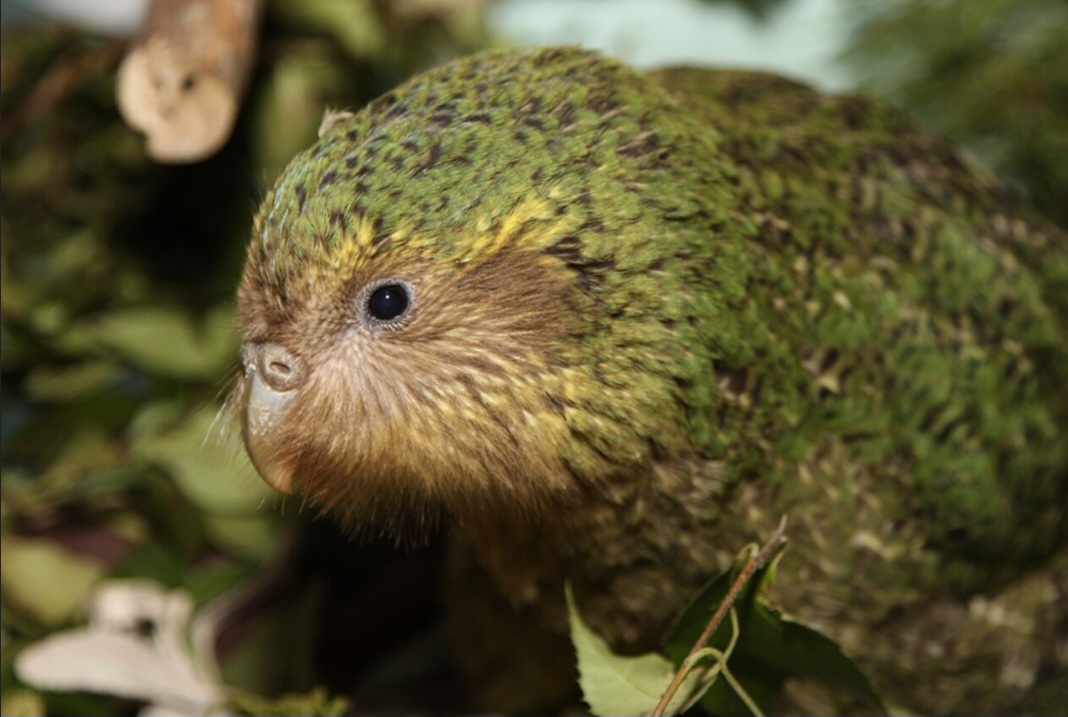 O kakapo (Strigops habroptilus) é uma das aves mais raras e curiosas do planeta. Exclusivo da Nova Zelândia, esse papagaio de plumagem verde-amarelada, rosto arredondado e hábitos noturnos não consegue voar. Ameaçado de extinção, é alvo de esforços de conservação, e os novos nascimentos renovam as esperanças de sobrevivência da espécie.