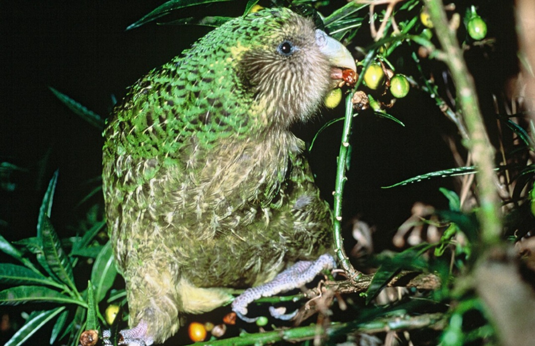 O kakapo se alimenta de folhas, brotos, sementes, frutos e outras partes de plantas. Seu bico forte permite triturar materiais vegetais, enquanto o olfato desenvolvido ajuda a encontrar alimentos durante suas atividades noturnas.
