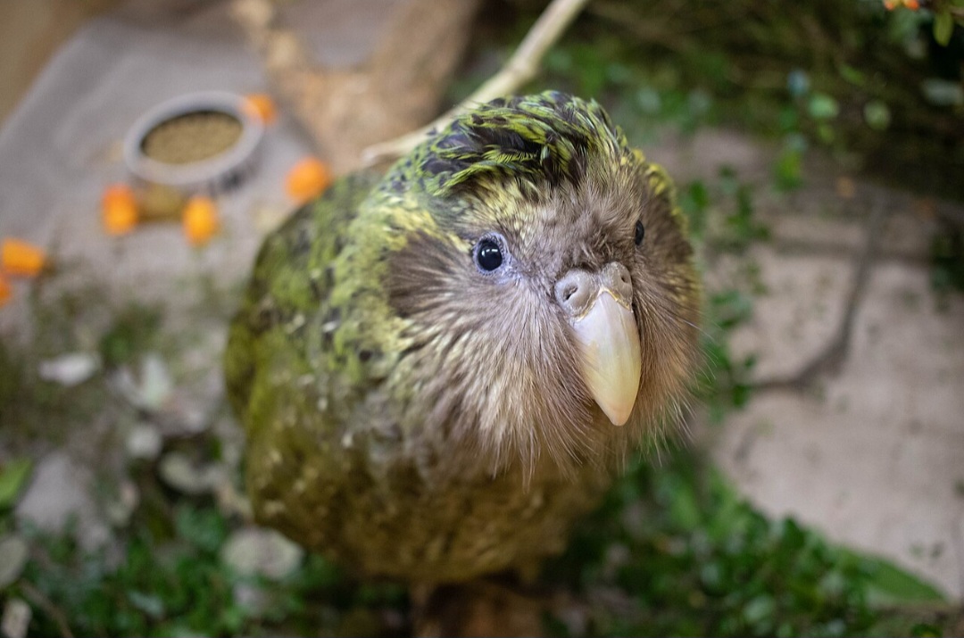Classificado como criticamente ameaçado de extinção, o kakapo sofreu uma redução drástica de sua população. A introdução de predadores, como gatos, ratos e arminhos, contribuiu para seu desaparecimento de grande parte do território neozelandês.