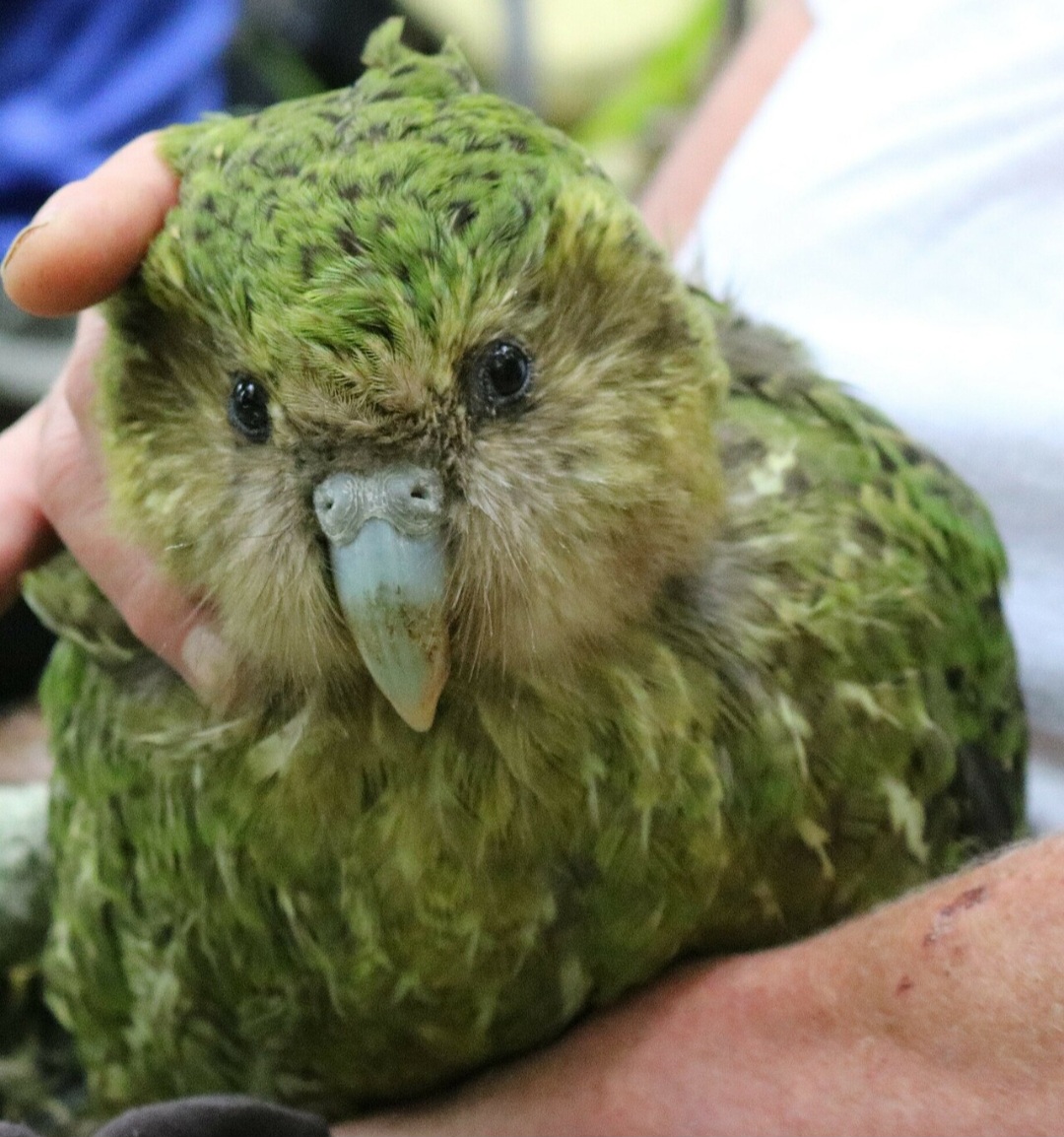 Com até cerca de 4 quilos, o kakapo é considerado o papagaio mais pesado do mundo. Suas asas são curtas e não permitem o voo, mas a ave consegue caminhar longas distâncias e escalar árvores com habilidade.