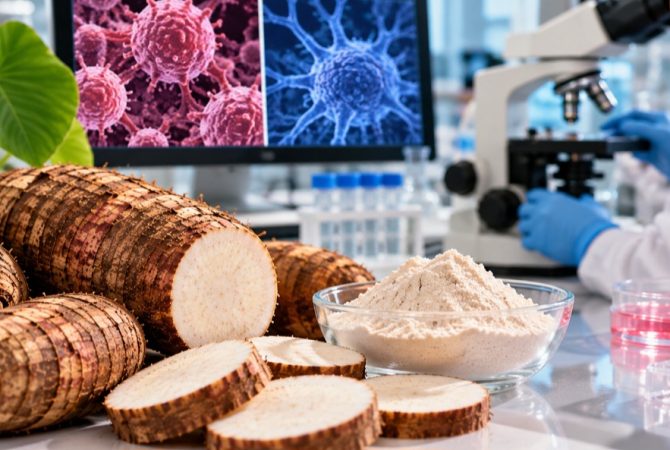 Inhame: alimento nutritivo ganha destaque em pesquisas sobre o câncer
