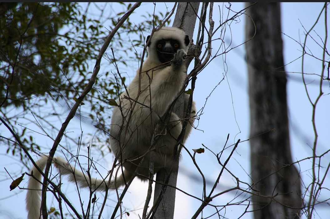 Apesar do terreno aparentemente hostil, a região abriga uma biodiversidade extraordinária. Lêmures, camaleões e diversas espécies de aves encontram refúgio nas florestas e nos desfiladeiros. Alguns desses animais são endêmicos de Madagascar e enfrentam ameaças de extinção. 