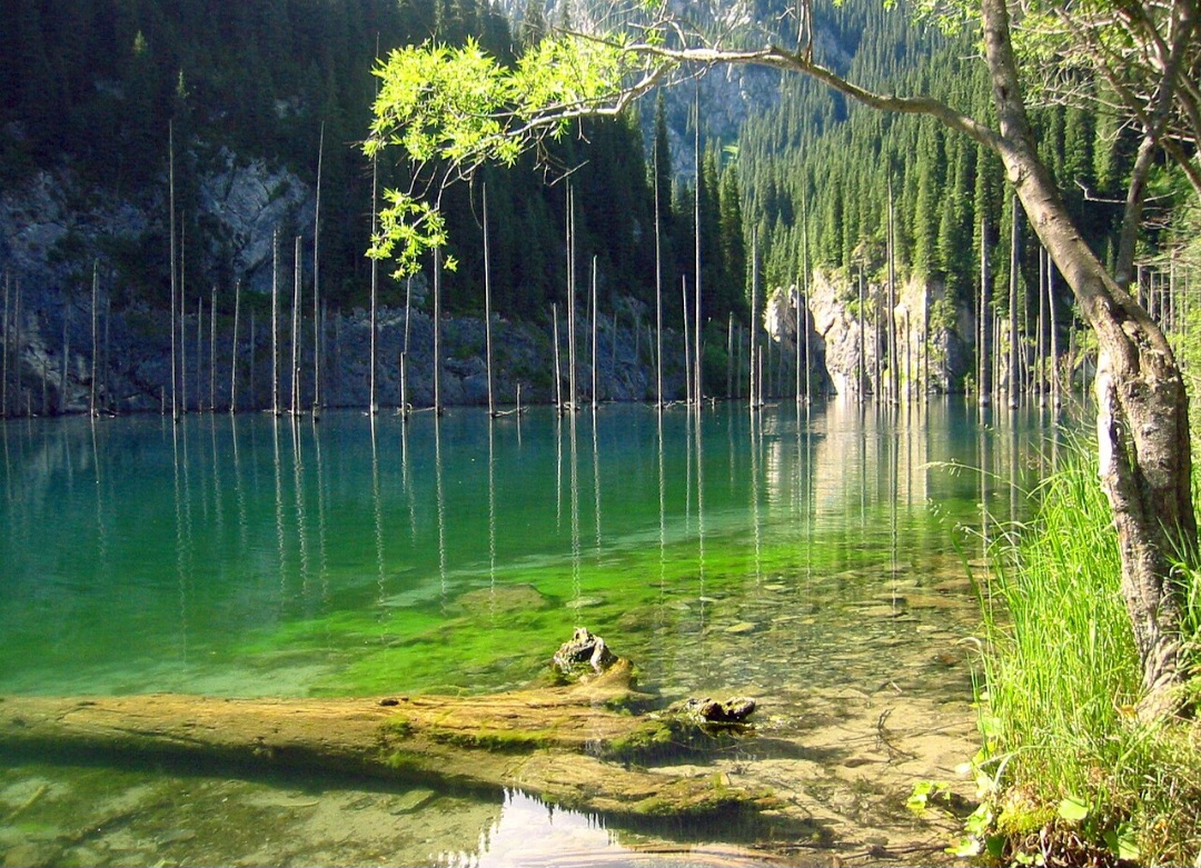No sudeste do Cazaquistão, um lago de águas azul-esverdeadas guarda uma paisagem extraordinária: troncos de árvores que parecem nascer diretamente da superfície. O cenário impressiona pela beleza e pela história de uma floresta que acabou submersa após um fenômeno natural. -  (crédito: Jonas Satkauskas wikimedia commons )