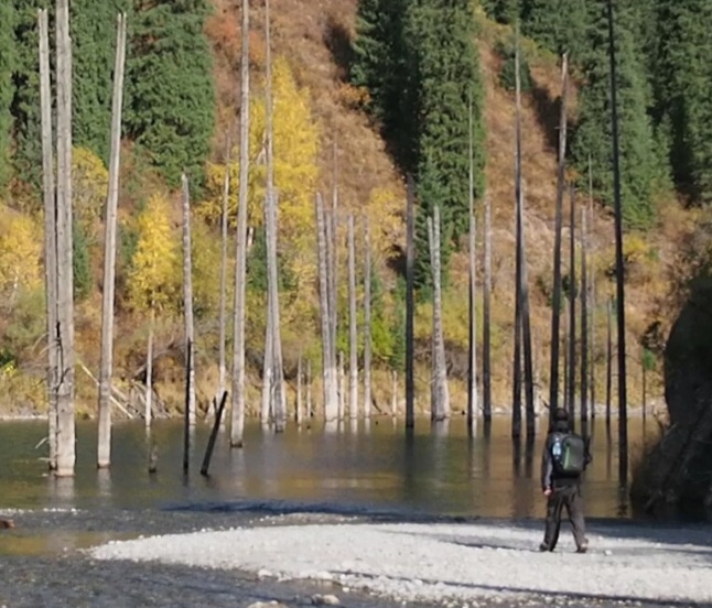 Em alguns pontos do Lago Kaindy, no Cazaquistão, os visitantes podem caminhar por áreas de pedras e cascalho próximas à água. Essas margens permitem observar de perto os troncos das árvores que permanecem de pé. A presença de pessoas ajuda a dimensionar a altura dessas árvores submersas.