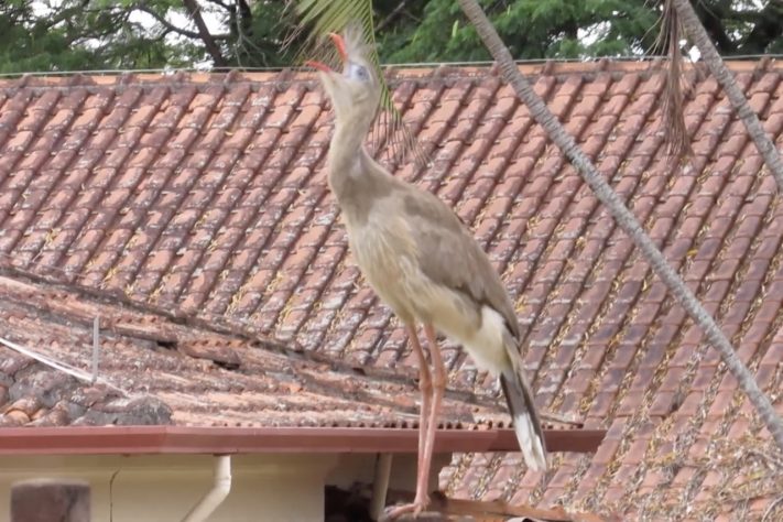 Seriema (Cariamidae) – Reprodução 