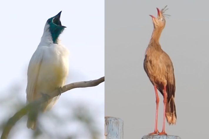 Araponga-de-garganta-nua e seriema são as aves mais barulhentas do Brasil – Reprodução/YouTube