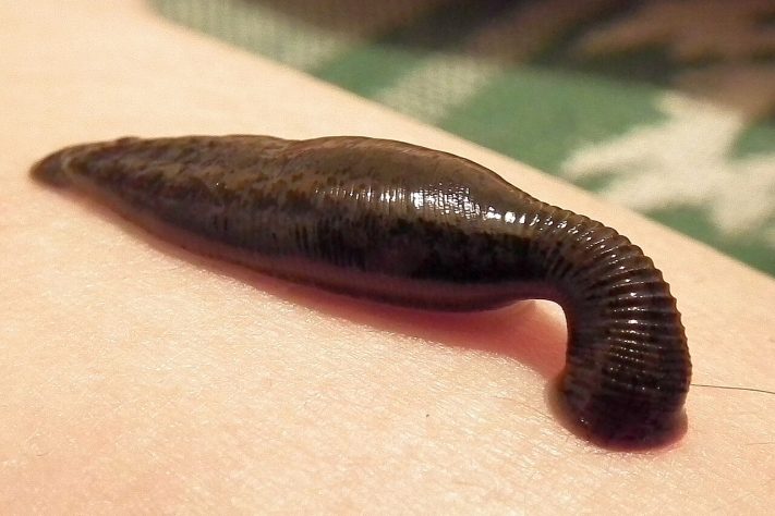 Sanguessugas (Hirudinea) – Wikimedia Commons/GlebK