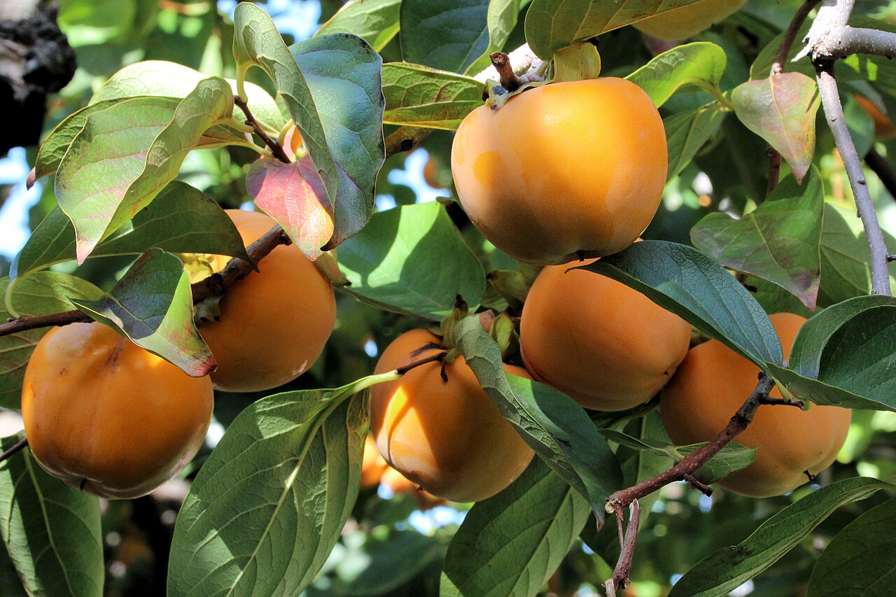 Segundo a Embrapa, uma praga quarentenária é qualquer organismo (animal, vegetal ou microrganismo) com potencial para causar grandes danos à economia agrícola de um país ou região, e que ainda não está presente no território nacional ou, se estiver, tem distribuição limitada e passa por controle oficial. 