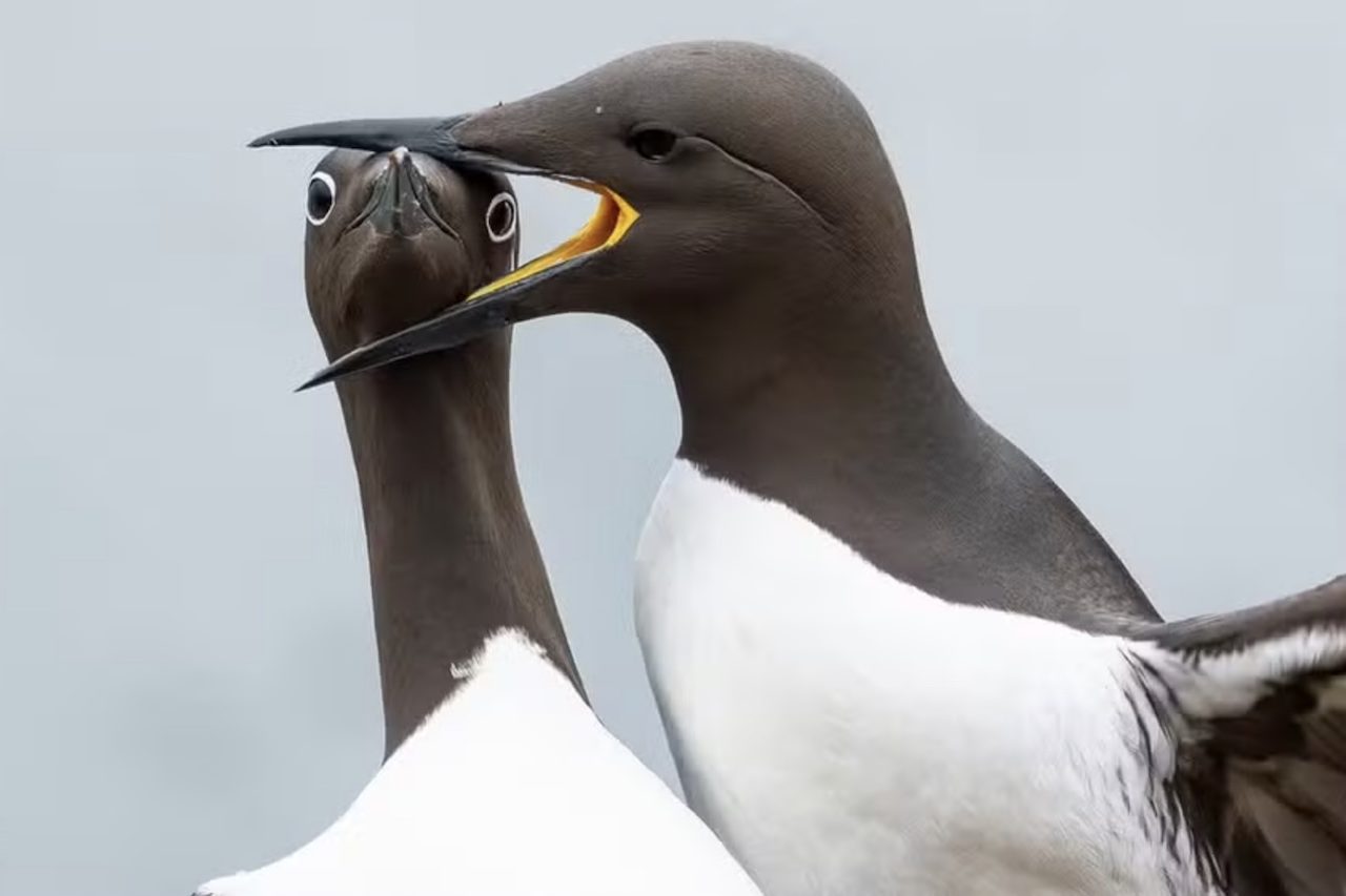 Criado em 2015, o prêmio Nikon Comedy Wildlife Awards fez uma nova seleção de várias fotografias de animais selvagens em situações curiosas e engraçadas, com expressões e movimentos que lembram comportamentos humanos. Os vencedores de 2026 serão revelados em 8 de dezembro, em uma cerimônia em Londres. -  (crédito: Divulgação/Warren Price)